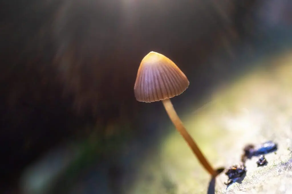 Jak hodować i dawkować grzyby psylocybinowe Golden Teacher? Odkryj tajemnice tej niezwykłej rośliny!