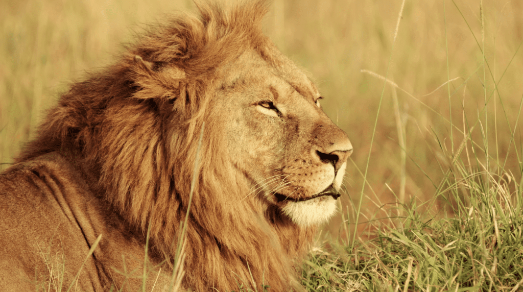 Test z lektury Opowieści z Narnii: Lew, czarownica i stara szafa