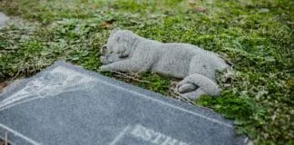 Cmentarz dla zwierząt w Gliwicach za 120 tys. zł. Mieszkańcy oburzeni