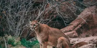 Puma może grasować w lasach na Mazowszu. Pilny komunikat, mieszkańcy proszeni o ostrożność