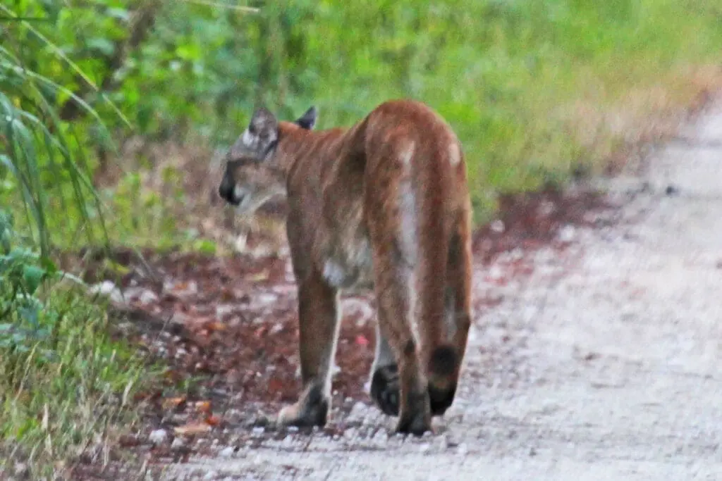 Puma na Dolnym Śląsku. Fotopułapka uchwyciła drapieżnika w turystycznym rejonie puma na Dolnym Śląsku Puma idąca leśną drogą pośród zieleni