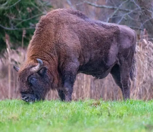 Żubr zaatakował turystów na Mazurach. Trwa ruja, a leśnicy przypominają o zasadzie stu metrów Dorosły żubr pasący się na zielonej łące na skraju lasu