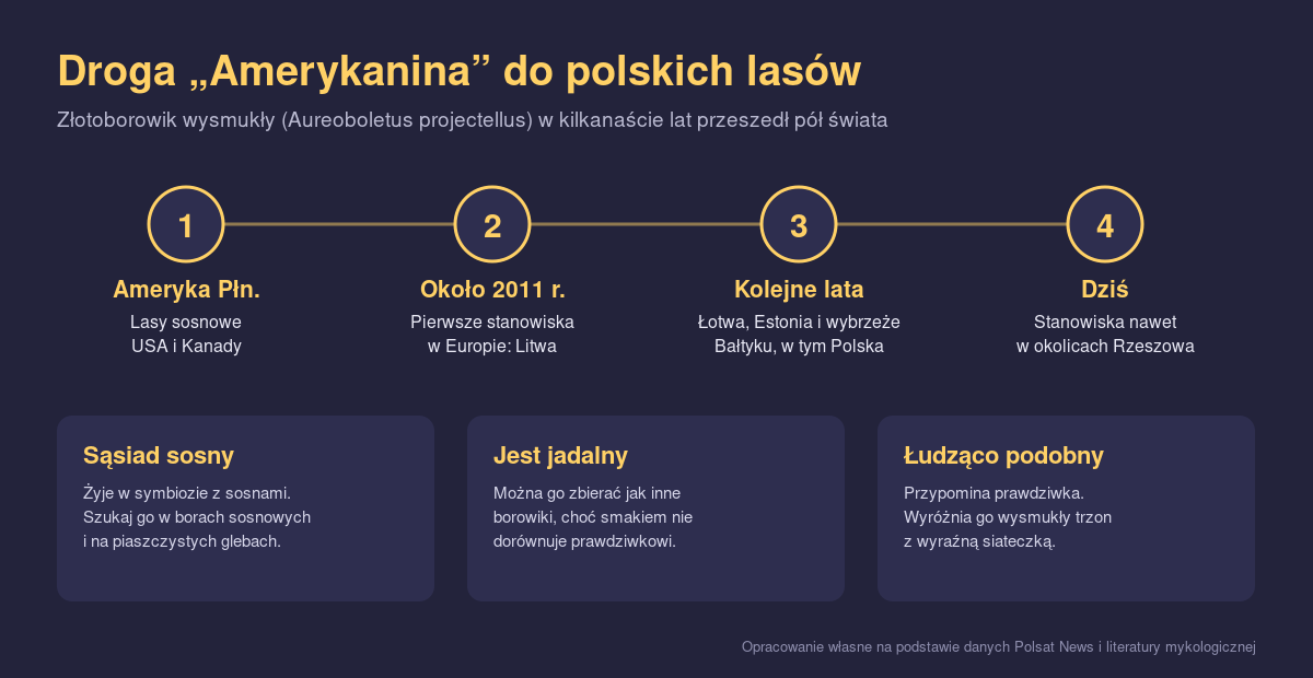 Infografika pokazująca drogę złotoborowika wysmukłego z Ameryki Północnej do Polski oraz jego najważniejsze cechy