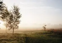 Gęsta mgła nad polami o wschodzie słońca