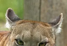 Puma grasowała pod Ostrołęką? Głupi żart postawił służby na nogi, teraz sprawą zajęła się prokuratura Puma patrząca w stronę obiektywu, zdjęcie ilustracyjne