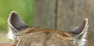 Puma grasowała pod Ostrołęką? Głupi żart postawił służby na nogi, teraz sprawą zajęła się prokuratura Puma patrząca w stronę obiektywu, zdjęcie ilustracyjne