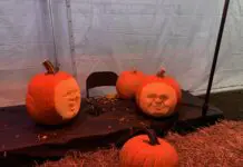 Wydrążone dynie z wyciętymi twarzami jako dekoracja na Halloween
