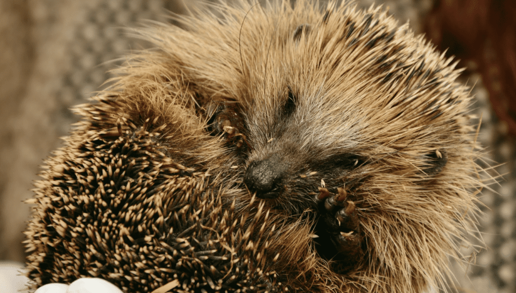 Jakie zwierzęta zapadają w sen zimowy? Przewodnik po hibernacji Jakie zwierzęta zapadają w sen zimowy Jakie zwierzęta zapadają w sen zimowy