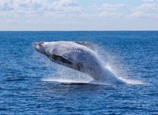 Kajakarz w paszczy wieloryba. To była prawdziwa chwila grozy, jest nagranie