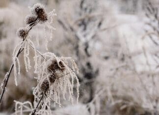 Zima nie odpuszcza. Czekają nas dwucyfrowe mrozy