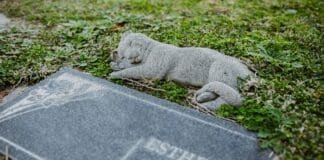 Cmentarz dla zwierząt w Gliwicach za 120 tys. zł. Mieszkańcy oburzeni