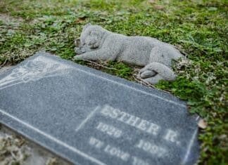 Cmentarz dla zwierząt w Gliwicach za 120 tys. zł. Mieszkańcy oburzeni