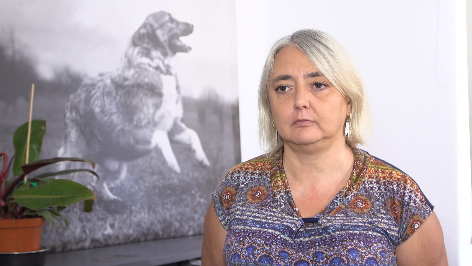 Rośnie liczba bezdomnych zwierząt w Polsce i związane z nimi wydatki. Potrzebne wprowadzenie kontroli środków przeznaczanych na schroniska