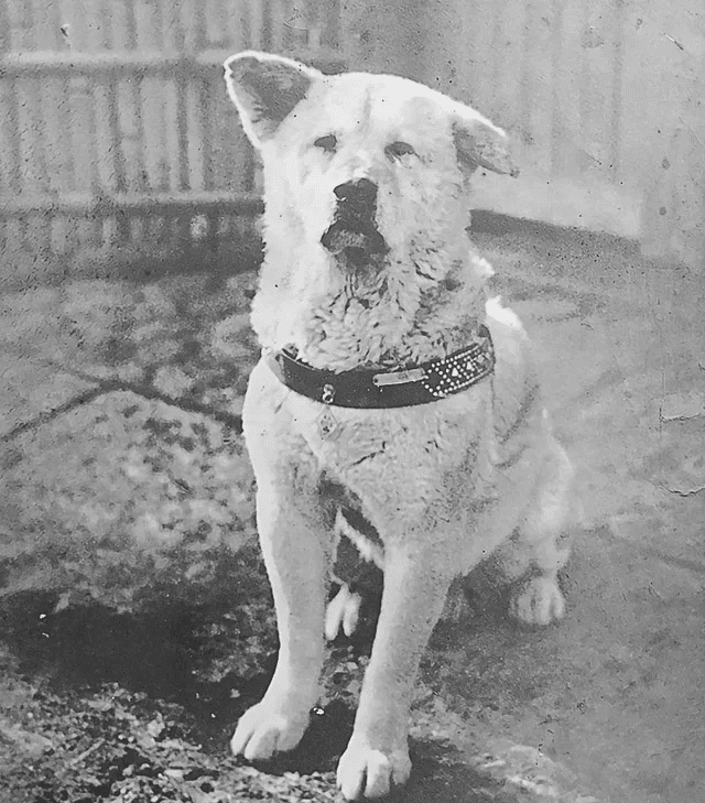 Hachikō – pies, który nauczył świat wierności
