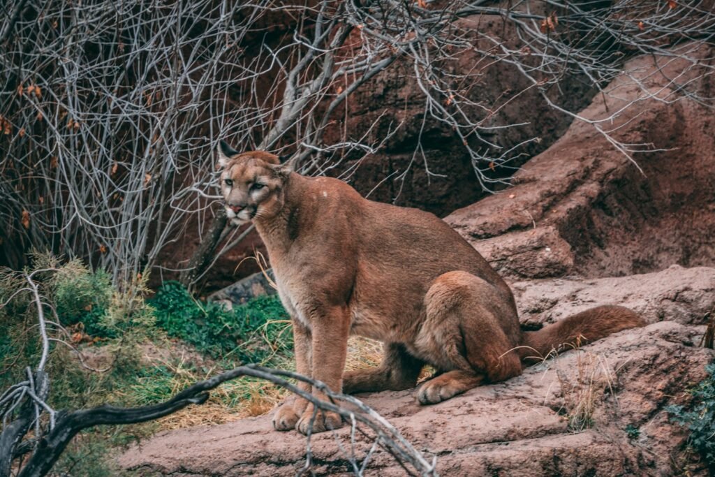 Puma może grasować w lasach na Mazowszu. Pilny komunikat, mieszkańcy proszeni o ostrożność
