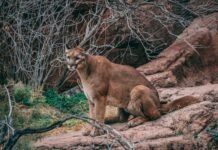 Puma może grasować w lasach na Mazowszu. Pilny komunikat, mieszkańcy proszeni o ostrożność Puma siedząca na skalnej półce i obserwująca otoczenie