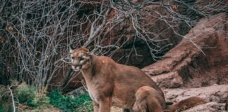 Puma może grasować w lasach na Mazowszu. Pilny komunikat, mieszkańcy proszeni o ostrożność Puma siedząca na skalnej półce i obserwująca otoczenie