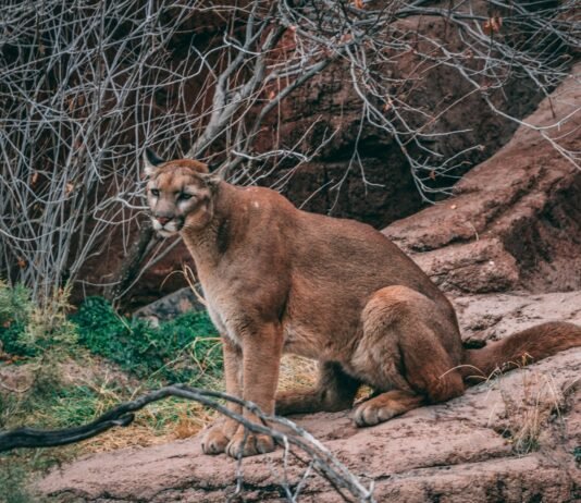 Puma siedząca na skalnej półce i obserwująca otoczenie