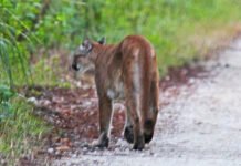 Puma idąca piaszczystą drogą pośród zieleni w lesie