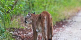 Puma idąca piaszczystą drogą pośród zieleni w lesie