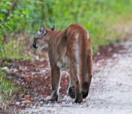 Puma idąca piaszczystą drogą pośród zieleni w lesie