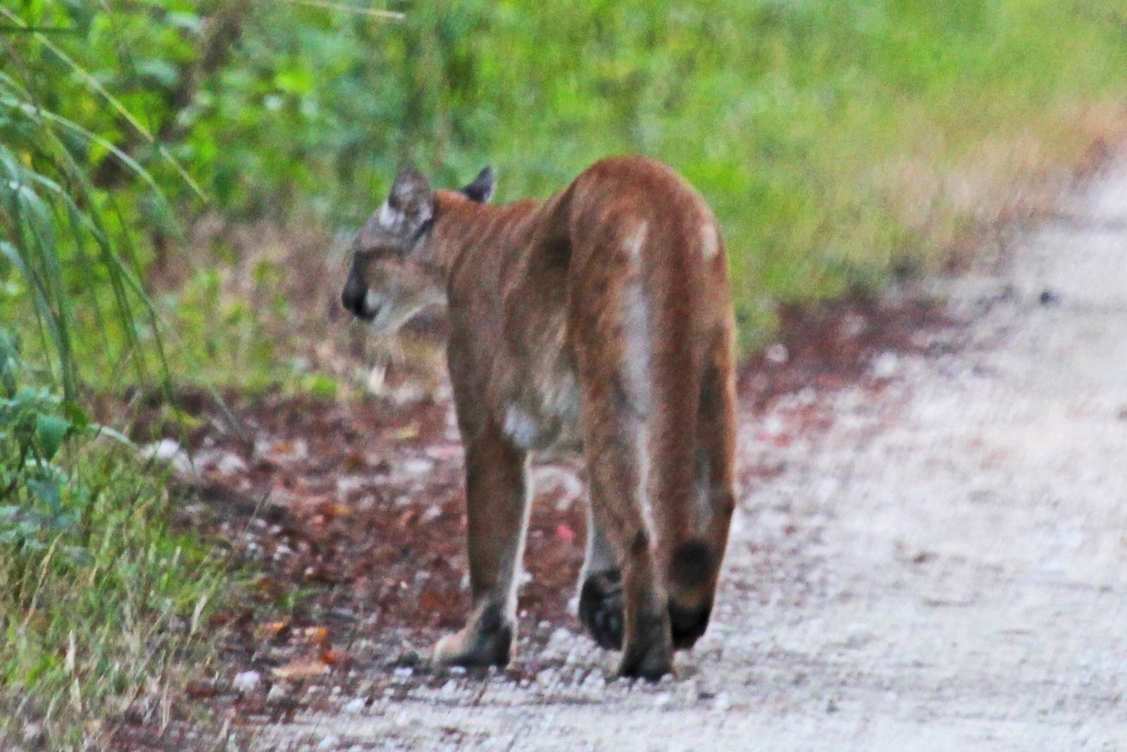 Puma na Dolnym Śląsku. Fotopułapka uchwyciła drapieżnika w turystycznym rejonie