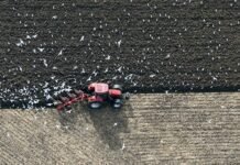 Ciągnik rolniczy z pługiem orze ziemię, wokół latają ptaki