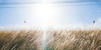 40,6 stopnia w cieniu. Polska ma nowy rekord ciepła, a lato jeszcze nie powiedziało ostatniego słowa Rozżarzone słońce świecące nad złocistym, wysuszonym polem podczas upału