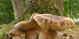 Grzybiarze ruszyli do lasów, a tam nowy gość zza oceanu. „Amerykanin” pojawia się coraz częściej