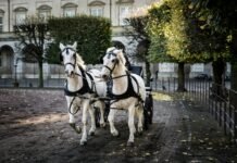 Spłoszony koń wpadł w tłum na święcie hodowców. Wśród rannych jest dziecko Dwa białe konie zaprzężone do bryczki