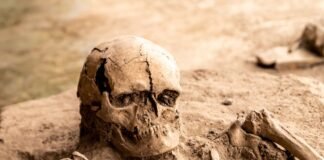 Sensacja pod Wrocławiem. Archeolodzy odkopali kurhan sprzed 5000 lat i naszyjnik z 42 zębów Szczątki i kości odsłonięte podczas wykopalisk archeologicznych