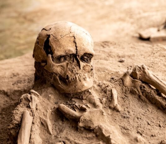 Sensacja pod Wrocławiem. Archeolodzy odkopali kurhan sprzed 5000 lat i naszyjnik z 42 zębów Szczątki i kości odsłonięte podczas wykopalisk archeologicznych