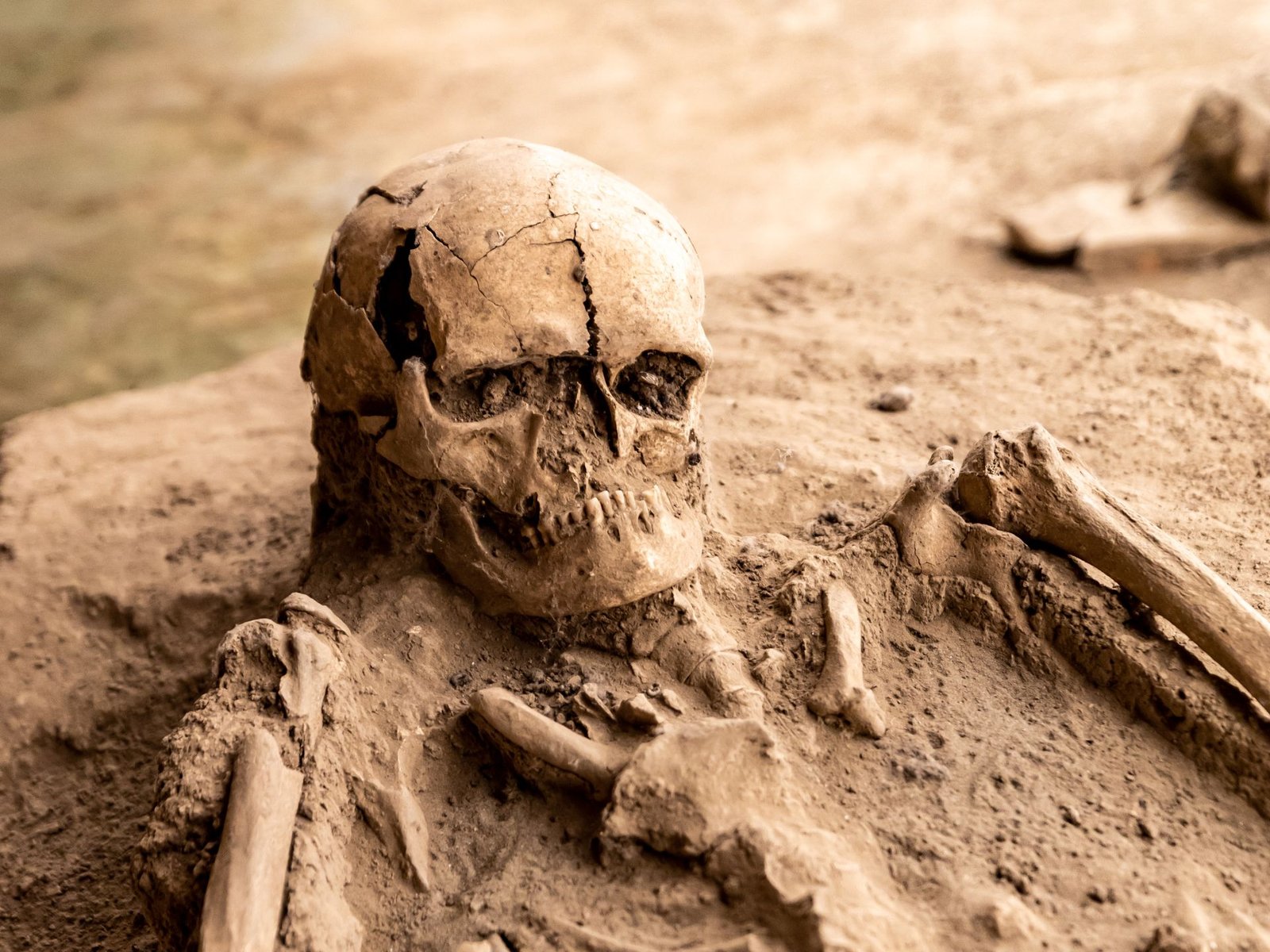 Sensacja pod Wrocławiem. Archeolodzy odkopali kurhan sprzed 5000 lat i naszyjnik z 42 zębów