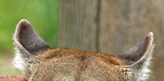 Puma grasowała pod Ostrołęką? Głupi żart postawił służby na nogi, teraz sprawą zajęła się prokuratura