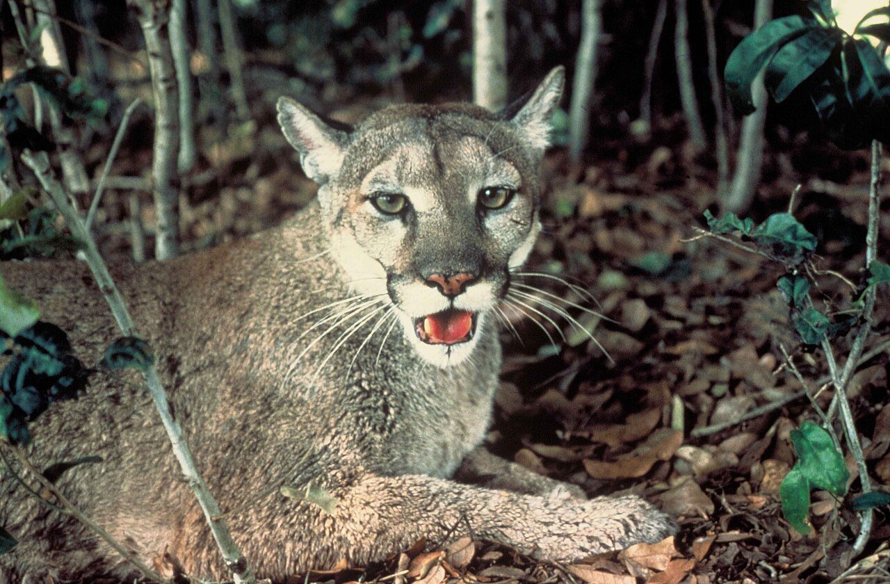 Puma w naturalnym środowisku wśród traw