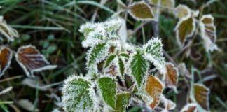 Pierwszy mróz na nizinach to dopiero rozgrzewka. Synoptycy wskazują, kiedy przymrozki uderzą mocniej Jesienne liście pokryte szronem po mroźnej nocy