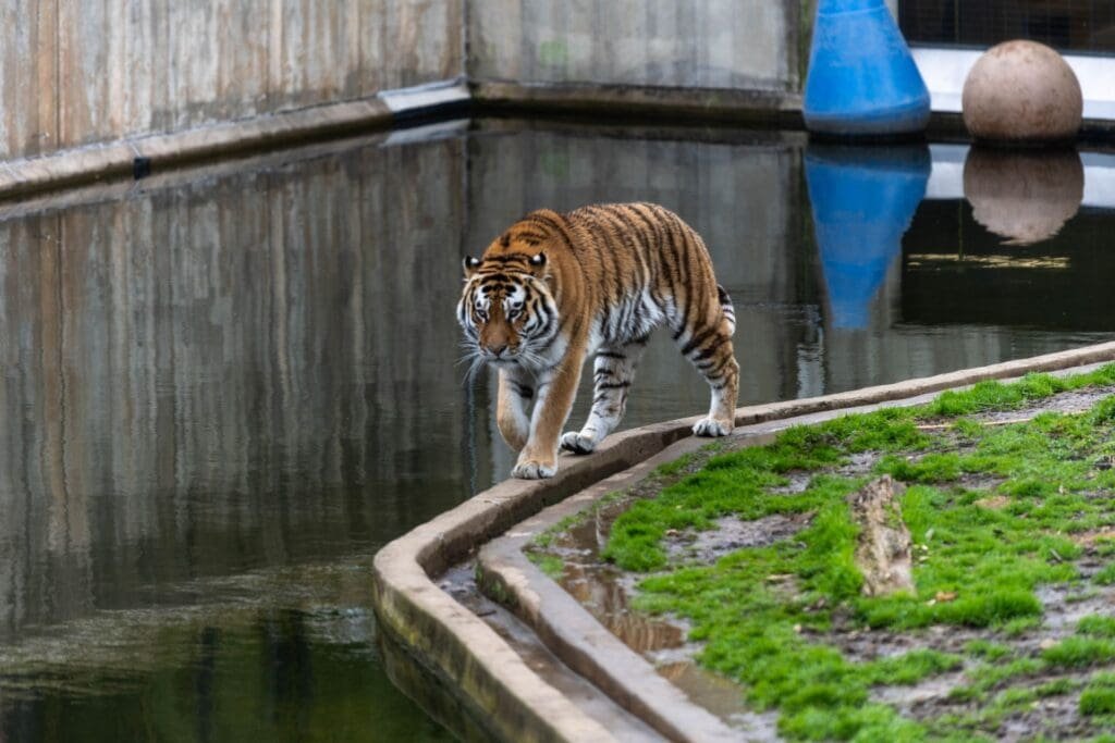 Ponad 500 zwierząt i pięć osób z zarzutami. Co się dzieje w prywatnym zoo pod Mieroszowem? Ponad 500 zwierząt i pięć osób z zarzutami. Co się dzieje w prywatnym zoo pod Mieroszowem?