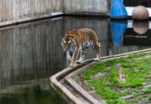 Tygrys spacerujący po wybiegu w ogrodzie zoologicznym