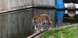 Ponad 500 zwierząt i pięć osób z zarzutami. Co się dzieje w prywatnym zoo pod Mieroszowem? Tygrys spacerujący po wybiegu w ogrodzie zoologicznym