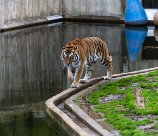 Ponad 500 zwierząt i pięć osób z zarzutami. Co się dzieje w prywatnym zoo pod Mieroszowem? Tygrys spacerujący po wybiegu w ogrodzie zoologicznym