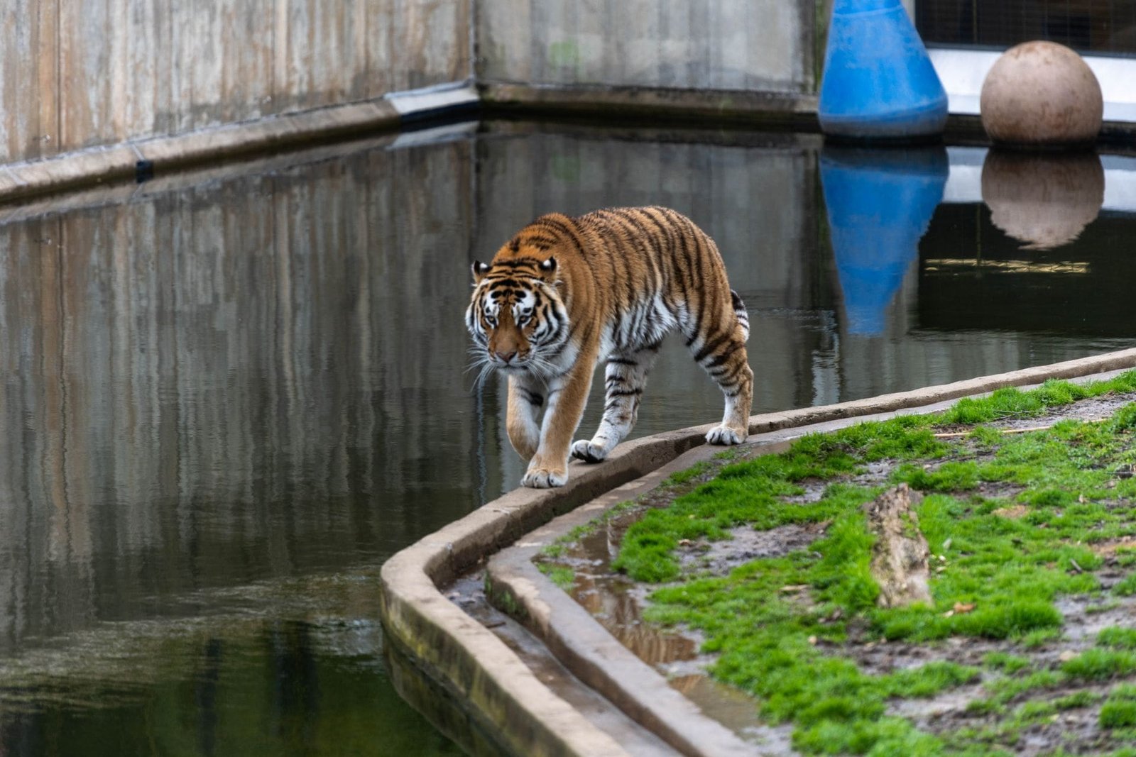 Ponad 500 zwierząt i pięć osób z zarzutami. Co się dzieje w prywatnym zoo pod Mieroszowem?